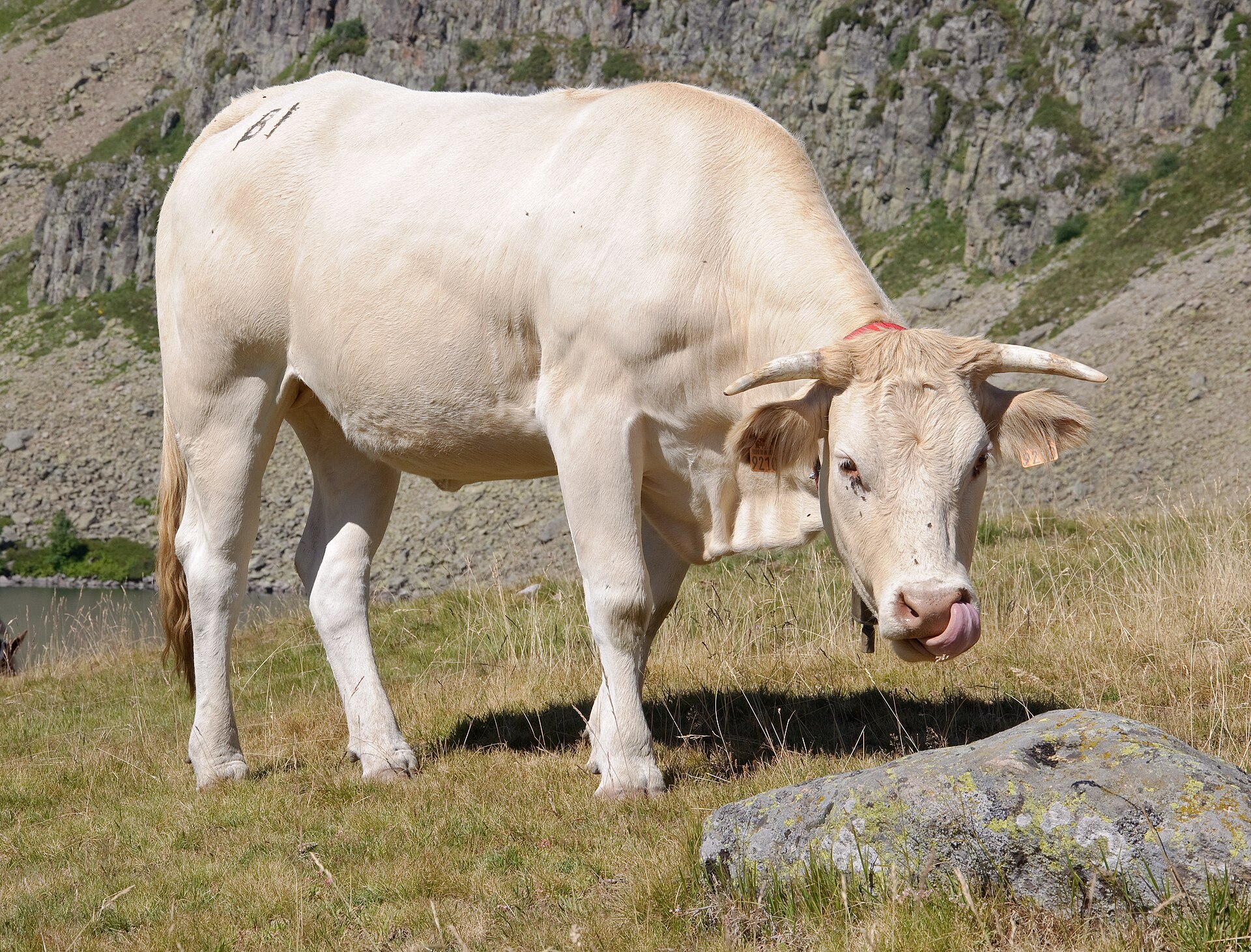 Ălevage bio