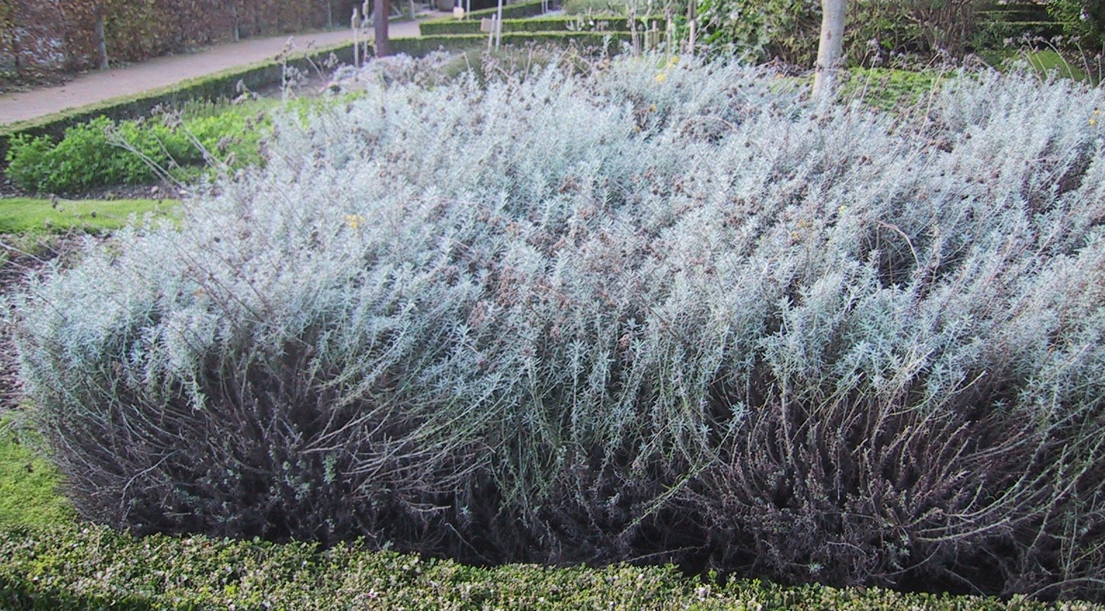 Plantes aromatiques