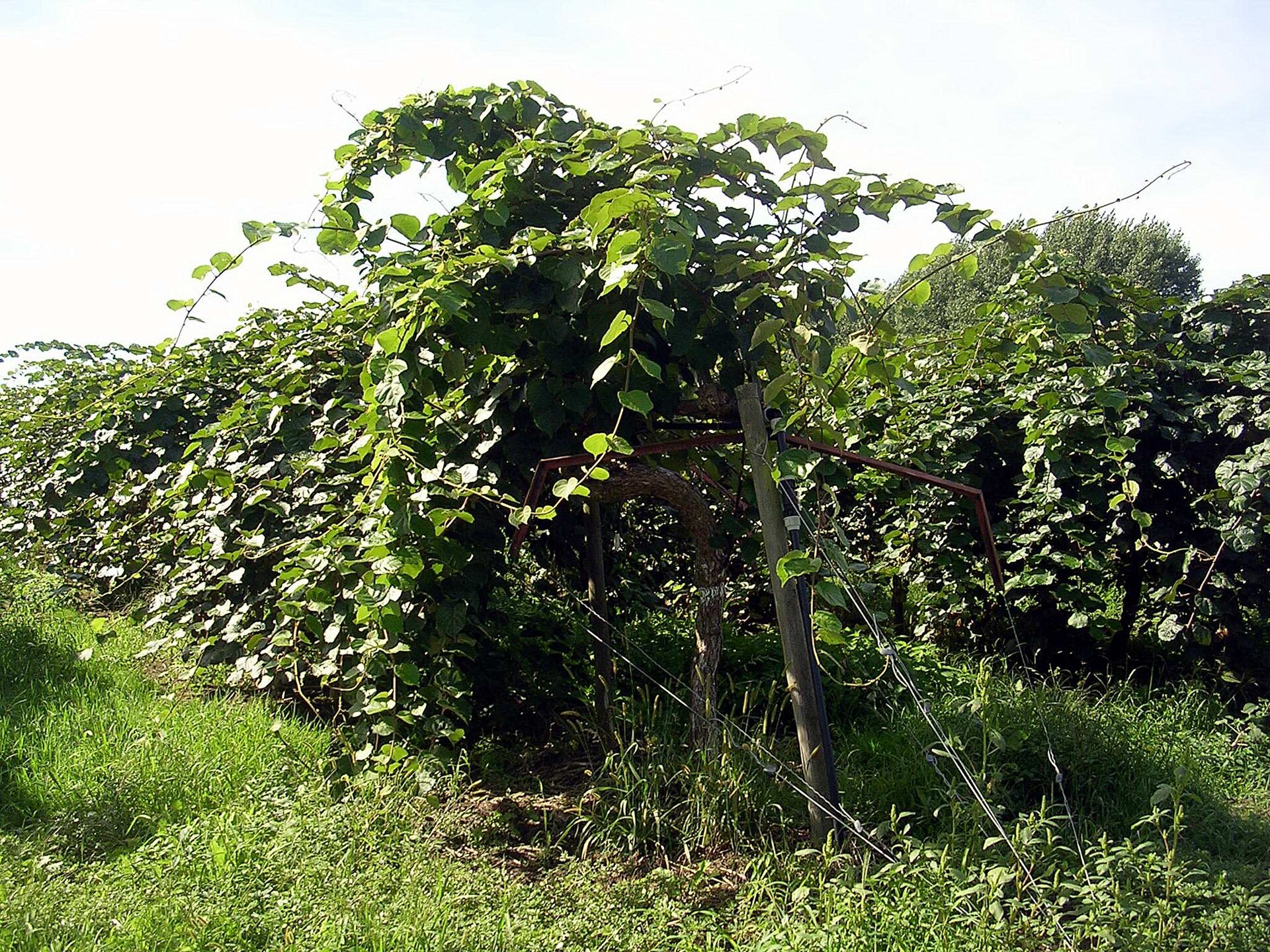 Kiwi et arboriculture